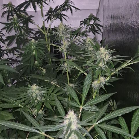 🍍Anna  #1 amnesia lemon  growlog timeline photo