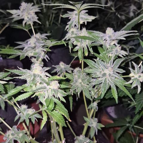 Kushi 😶‍🌫️(rest n. Teilernte/ critical kush, 9.1.24 🎁, Kümmerling) growlog timeline photo
