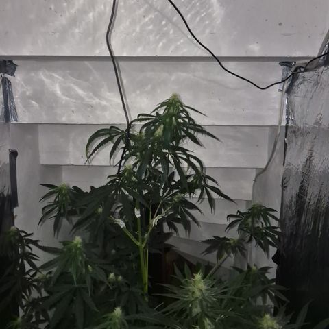 🌅Sherbi photo, blue sunset sherbert, Barneys farm  growlog timeline photo