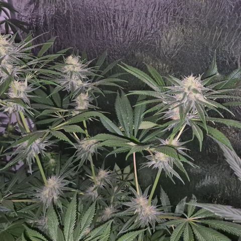 🍍Anna  #1 amnesia lemon  growlog timeline photo
