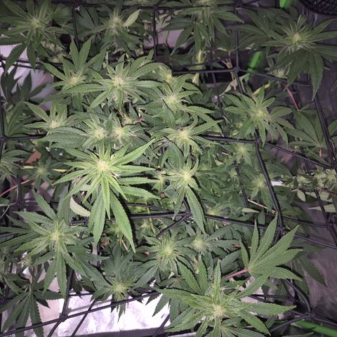 Mimosa evo Photo ♥️ Barney's Farm  growlog photo: Auf den Fotos sieht immer schlimmer aus, als in echt- es geht ihr gut!😅👀🤣