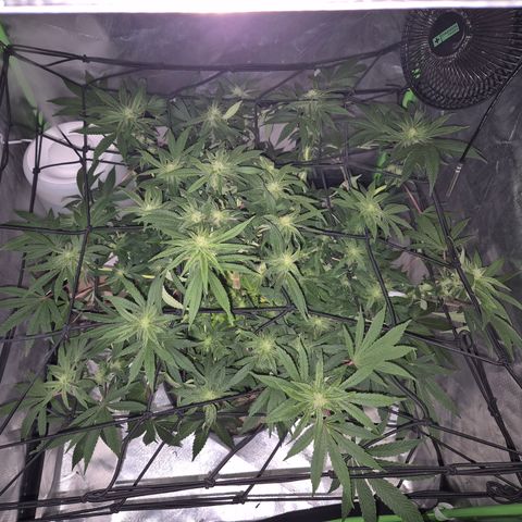 Mimosa evo Photo ♥️ Barney's Farm  growlog photo: Auf den Fotos sieht immer schlimmer aus, als in echt- es geht ihr gut!😅👀🤣
