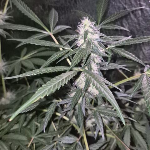 🌈 Zkittles auto🌈 growlog timeline photo