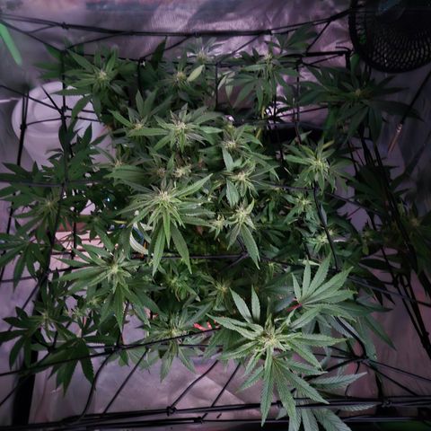 Mimosa evo Photo ♥️ Barney's Farm  growlog photo: Auf den Fotos sieht immer schlimmer aus, als in echt- es geht ihr gut!😅👀🤣