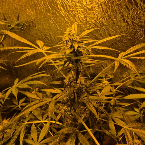 🌈 Zkittles auto🌈 growlog timeline photo
