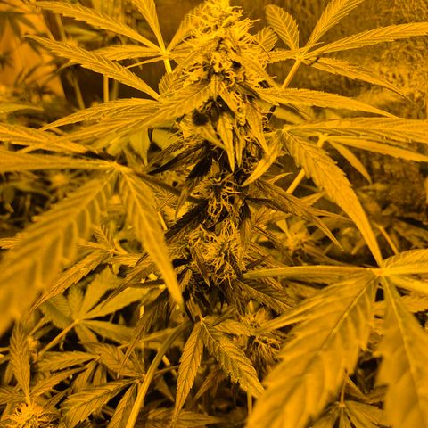 🌈 Zkittles auto🌈 growlog timeline photo
