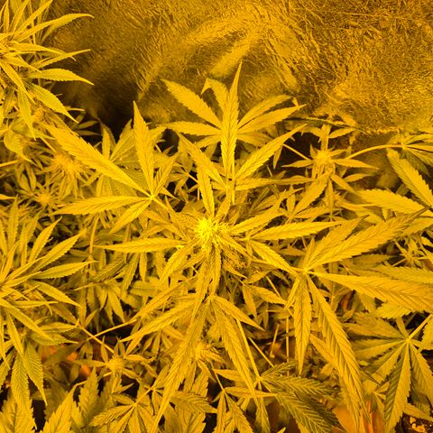 🌈 Zkittles auto🌈 growlog timeline photo