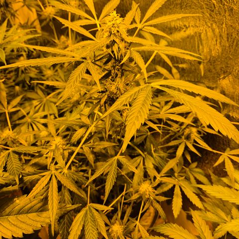 🌈 Zkittles auto🌈 growlog timeline photo