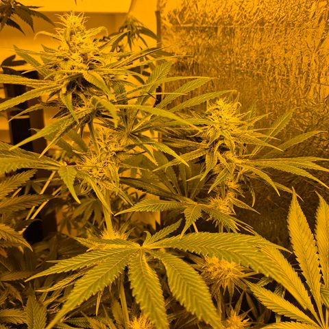 🍍Anna  #1 amnesia lemon  growlog timeline photo