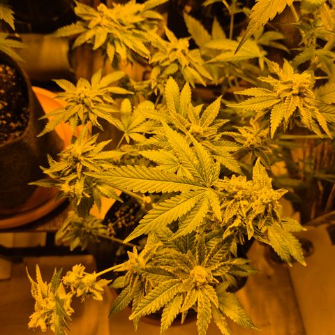 Kushi 😶‍🌫️(rest n. Teilernte/ critical kush, 9.1.24 🎁, Kümmerling) growlog timeline photo