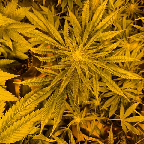 🍍Anna  #1 amnesia lemon  growlog timeline photo