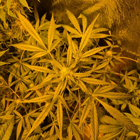 🌈 Zkittles auto🌈 growlog timeline photo