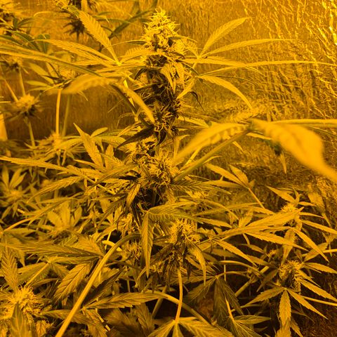🌈 Zkittles auto🌈 growlog timeline photo