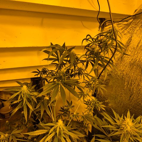 🌅Sherbi photo, blue sunset sherbert, Barneys farm  growlog timeline photo