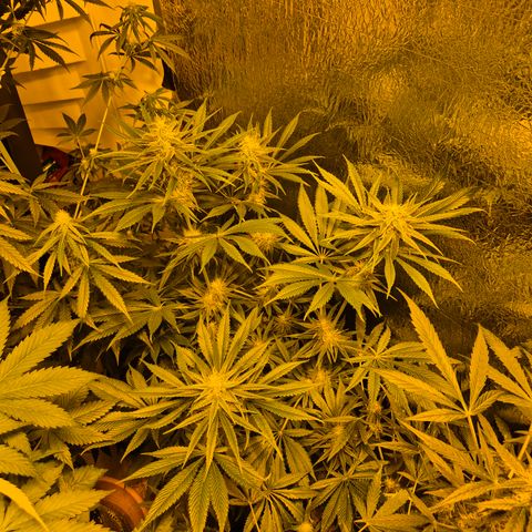 🍍Anna  #1 amnesia lemon  growlog timeline photo