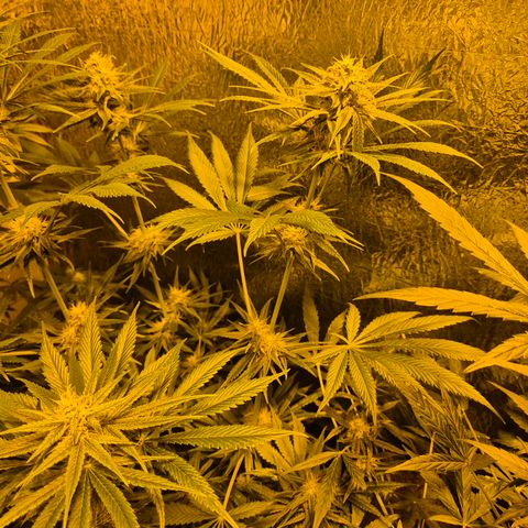 🍍Anna  #1 amnesia lemon  growlog timeline photo