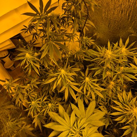 🌅Sherbi photo, blue sunset sherbert, Barneys farm  growlog timeline photo
