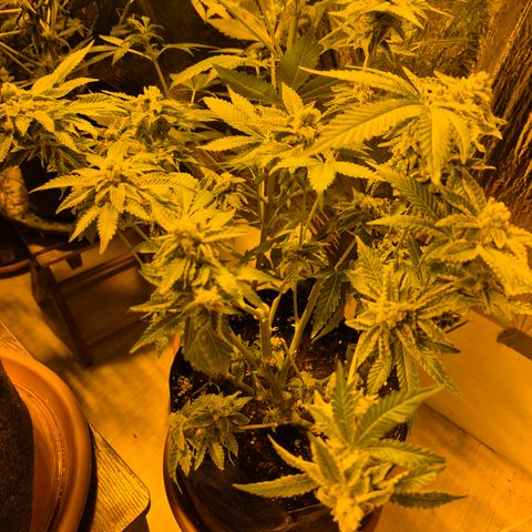 Kushi 😶‍🌫️(rest n. Teilernte/ critical kush, 9.1.24 🎁, Kümmerling) growlog timeline photo
