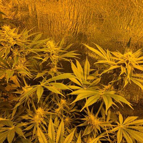 🍍Anna  #1 amnesia lemon  growlog timeline photo