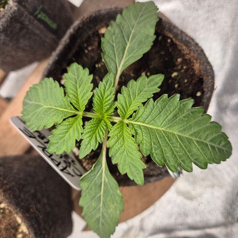 Apple crumble Ben growlog timeline photo