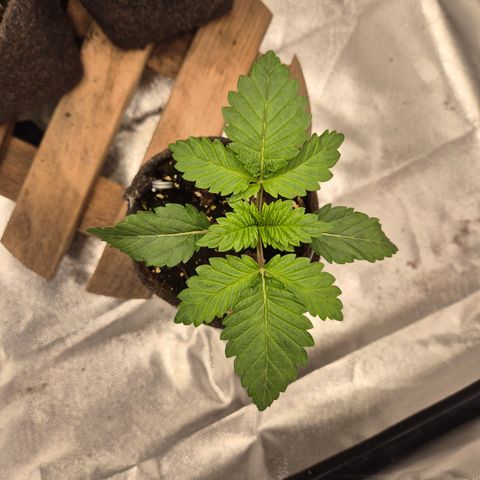 Moby 🍆  growlog timeline photo