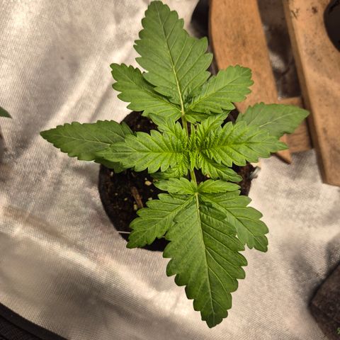 Black Domina 💃 growlog timeline photo