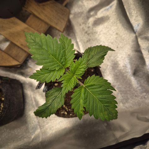 Moby Dick 1 growlog timeline photo