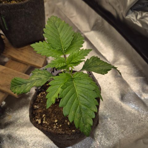 Moby Dick 1 growlog timeline photo