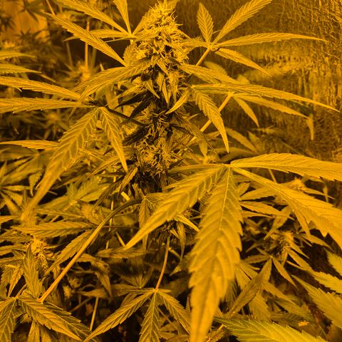 🌈 Zkittles auto🌈 growlog timeline photo