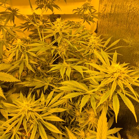 🍍Anna  #1 amnesia lemon  growlog timeline photo
