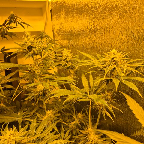 🍍Anna  #1 amnesia lemon  growlog timeline photo