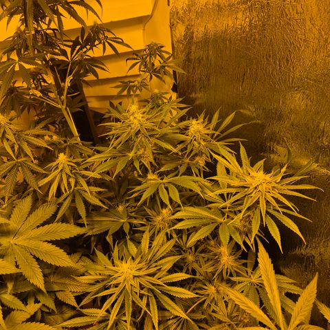 🍍Anna  #1 amnesia lemon  growlog timeline photo