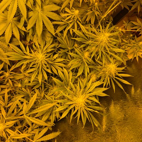 🍍Anna  #1 amnesia lemon  growlog timeline photo