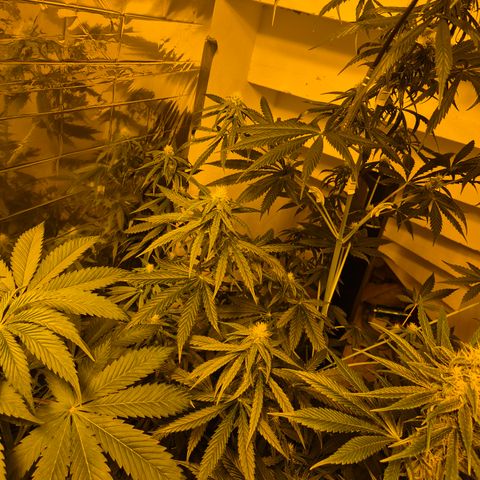 🌅Sherbi photo, blue sunset sherbert, Barneys farm  growlog timeline photo