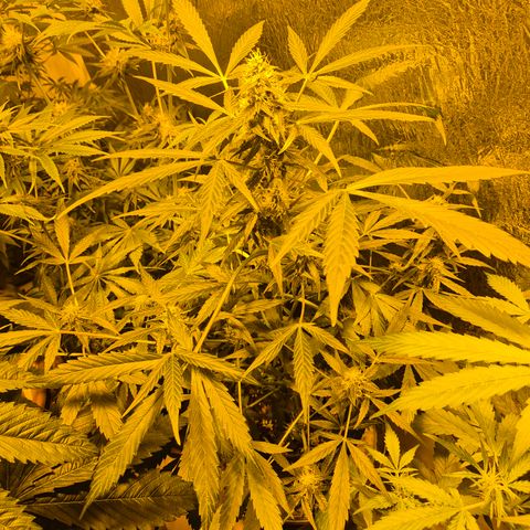🌈 Zkittles auto🌈 growlog timeline photo