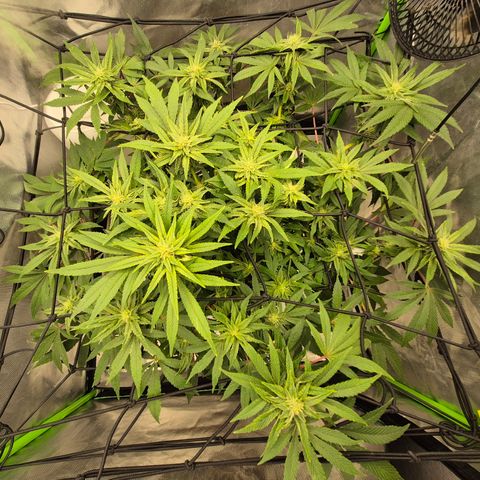 Mimosa evo Photo ♥️ Barney's Farm  growlog timeline photo