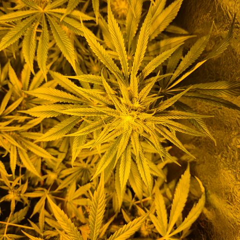 🍍Anna  #1 amnesia lemon  growlog timeline photo