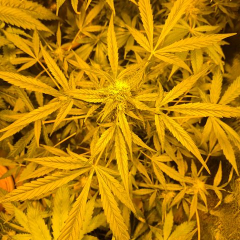 🌈 Zkittles auto🌈 growlog timeline photo