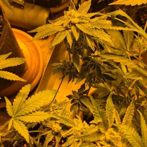 Kushi 😶‍🌫️(rest n. Teilernte/ critical kush, 9.1.24 🎁, Kümmerling) growlog timeline photo