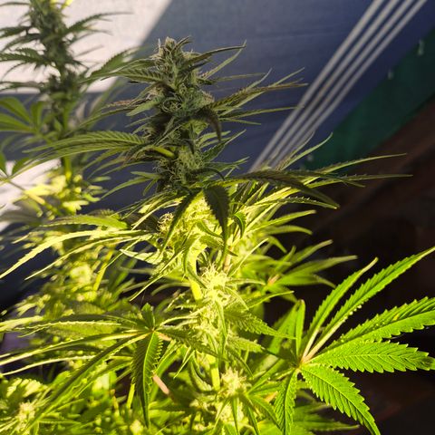 DieAnnas  #2 amnesia lemon/ungedämmter Dachboden growlog timeline photo