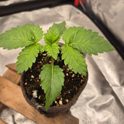 Moby 🍆  growlog timeline photo