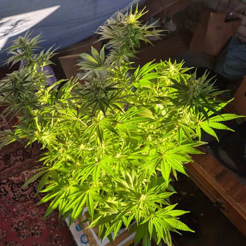 DieAnnas  #2 amnesia lemon/ungedämmter Dachboden growlog timeline photo