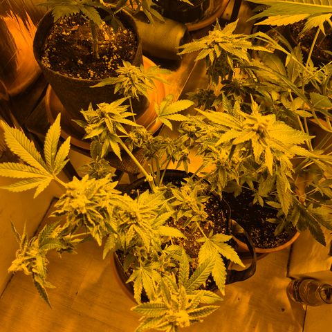 Kushi 😶‍🌫️(rest n. Teilernte/ critical kush, 9.1.24 🎁, Kümmerling) growlog timeline photo