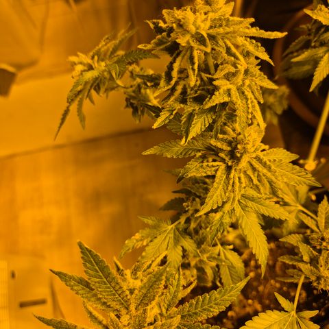 Kushi 😶‍🌫️(rest n. Teilernte/ critical kush, 9.1.24 🎁, Kümmerling) growlog timeline photo