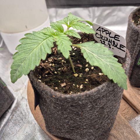 Apple crumble Ben growlog timeline photo
