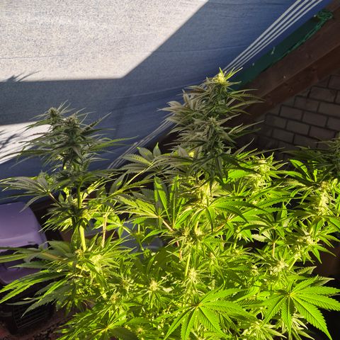 DieAnnas  #2 amnesia lemon/ungedämmter Dachboden growlog timeline photo