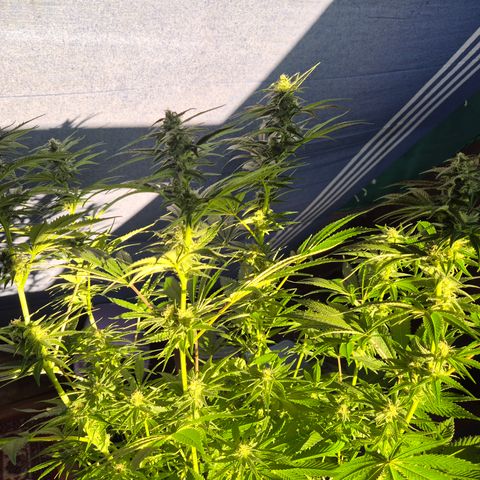 DieAnnas  #2 amnesia lemon/ungedämmter Dachboden growlog timeline photo