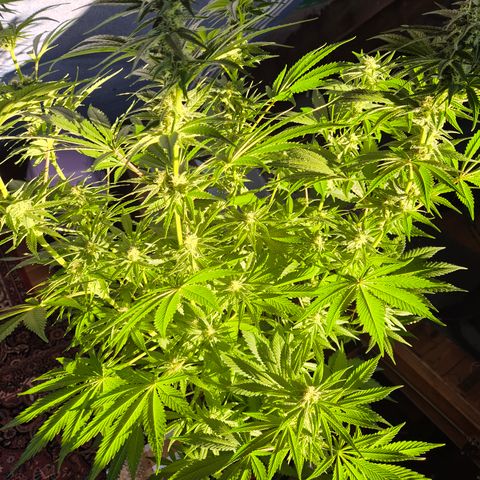 DieAnnas  #2 amnesia lemon/ungedämmter Dachboden growlog timeline photo