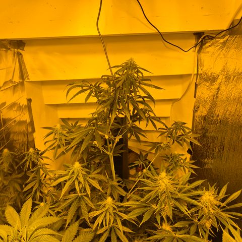 🌅Sherbi photo, blue sunset sherbert, Barneys farm  growlog timeline photo