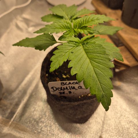 Black Domina 💃 growlog timeline photo